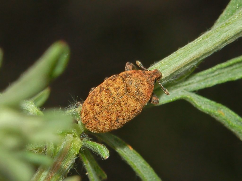 Curculionidae: Larinus obtusus